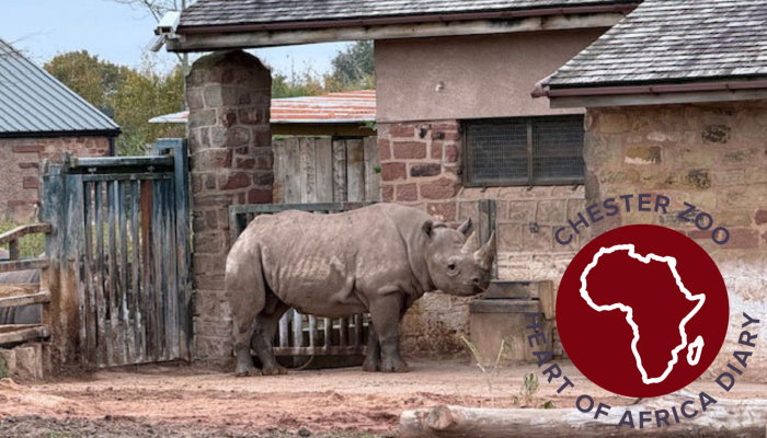 The Heart of Africa at Chester Zoo