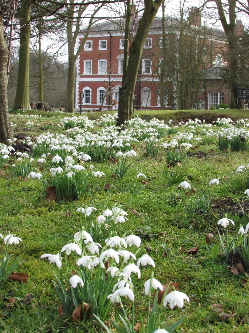 Snowdrops at Lytham Hall 